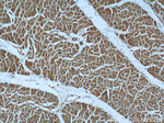 ASB13 Antibody in Immunohistochemistry (Paraffin) (IHC (P))