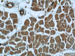ASB13 Antibody in Immunohistochemistry (Paraffin) (IHC (P))