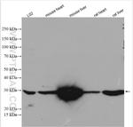 ASB13 Antibody in Western Blot (WB)