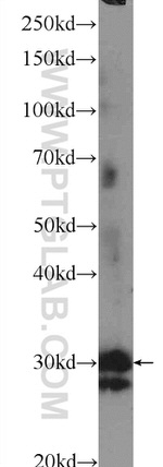 ASB13 Antibody in Western Blot (WB)