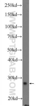 ASB13 Antibody in Western Blot (WB)