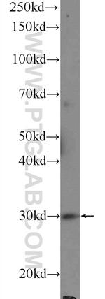 ASB13 Antibody in Western Blot (WB)