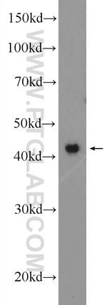 OMCG1 Antibody in Western Blot (WB)
