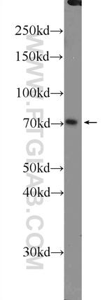 MUPCDH Antibody in Western Blot (WB)