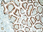 MUPCDH Antibody in Immunohistochemistry (Paraffin) (IHC (P))
