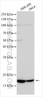 NDUFAF3 Antibody in Western Blot (WB)