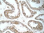 SLC52A3 Antibody in Immunohistochemistry (Paraffin) (IHC (P))