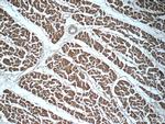 C9orf61 Antibody in Immunohistochemistry (Paraffin) (IHC (P))