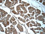 C9orf61 Antibody in Immunohistochemistry (Paraffin) (IHC (P))