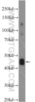 C9orf61 Antibody in Western Blot (WB)