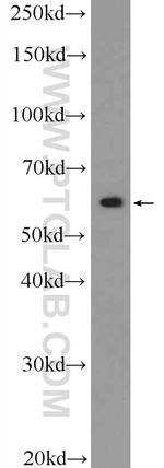 ZBTB22 Antibody in Western Blot (WB)