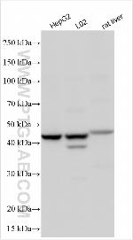 ZNF322A Antibody in Western Blot (WB)