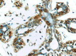 Mammaglobin A Antibody in Immunohistochemistry (Paraffin) (IHC (P))