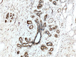 Mammaglobin A Antibody in Immunohistochemistry (Paraffin) (IHC (P))