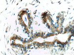 Mammaglobin A Antibody in Immunohistochemistry (Paraffin) (IHC (P))