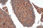 PTPN20A Antibody in Immunohistochemistry (Paraffin) (IHC (P))