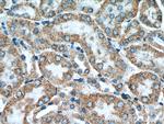 KIAA1279 Antibody in Immunohistochemistry (Paraffin) (IHC (P))