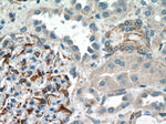 UACA Antibody in Immunohistochemistry (Paraffin) (IHC (P))