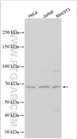 PAN3 Antibody in Western Blot (WB)