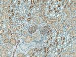 MARVELD3 Antibody in Immunohistochemistry (Paraffin) (IHC (P))