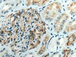MARVELD3 Antibody in Immunohistochemistry (Paraffin) (IHC (P))