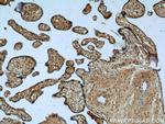 FAM105A Antibody in Immunohistochemistry (Paraffin) (IHC (P))
