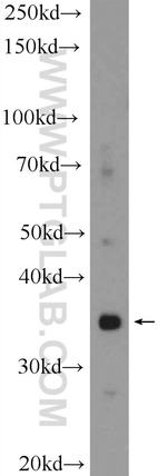 FAM105A Antibody in Western Blot (WB)