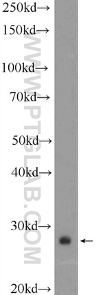 FAM105A Antibody in Western Blot (WB)