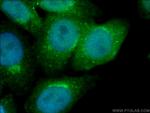 GGA1 Antibody in Immunocytochemistry (ICC/IF)