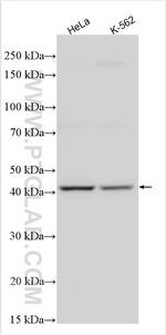 PRB1 Antibody in Western Blot (WB)