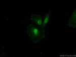 GATAD2B Antibody in Immunocytochemistry (ICC/IF)