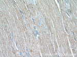 WDR38 Antibody in Immunohistochemistry (Paraffin) (IHC (P))