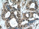 WDR38 Antibody in Immunohistochemistry (Paraffin) (IHC (P))