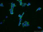 KIAA0368 Antibody in Immunocytochemistry (ICC/IF)