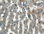KIAA0368 Antibody in Immunohistochemistry (Paraffin) (IHC (P))