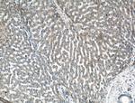 KIAA0368 Antibody in Immunohistochemistry (Paraffin) (IHC (P))