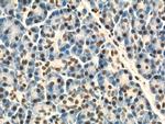 API5 Antibody in Immunohistochemistry (Paraffin) (IHC (P))