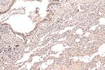 API5 Antibody in Immunohistochemistry (Paraffin) (IHC (P))