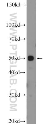 API5 Antibody in Western Blot (WB)