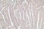 MYO18B Antibody in Immunohistochemistry (Paraffin) (IHC (P))