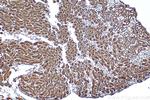 ATAD4/PRR15L Antibody in Immunohistochemistry (Paraffin) (IHC (P))