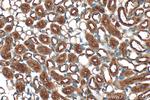ATAD4/PRR15L Antibody in Immunohistochemistry (Paraffin) (IHC (P))