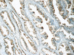 OSGEPL1 Antibody in Immunohistochemistry (Paraffin) (IHC (P))