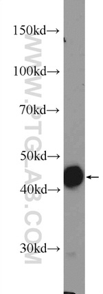 OSGEPL1 Antibody in Western Blot (WB)