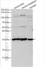 BDNF Antibody in Western Blot (WB)