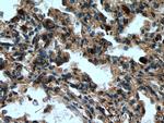 MCEMP1 Antibody in Immunohistochemistry (Paraffin) (IHC (P))