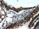 MCEMP1 Antibody in Immunohistochemistry (Paraffin) (IHC (P))