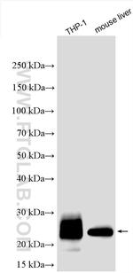 MCEMP1 Antibody in Western Blot (WB)