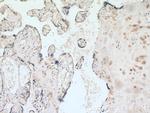 GDPD5 Antibody in Immunohistochemistry (Paraffin) (IHC (P))
