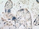GDPD5 Antibody in Immunohistochemistry (Paraffin) (IHC (P))